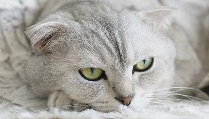 世界杯最佳门将-2026胡润全球富豪榜出炉：字节跳动张一鸣以5500亿元成中国首富；马斯克以5.5万亿元蝉联世界首富宝座